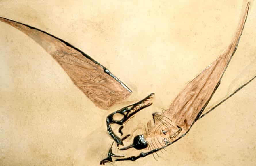 Jurassic pterodactyl kövülete.