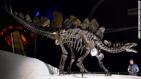 Az újonnan felfedezett Stegosaurus-kövület a világ legrégebbi kövülete