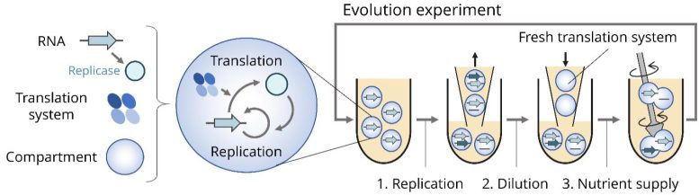 RNA Evolutionary Experiment