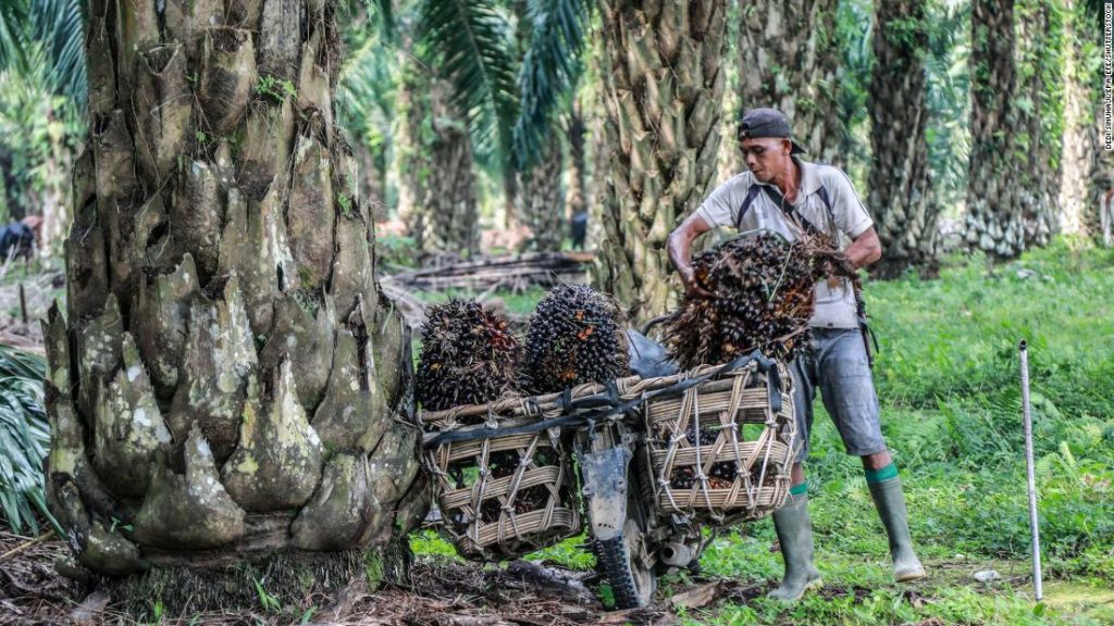 Pálmaolaj: Indonézia exporttilalma magasabb árakhoz vezethet