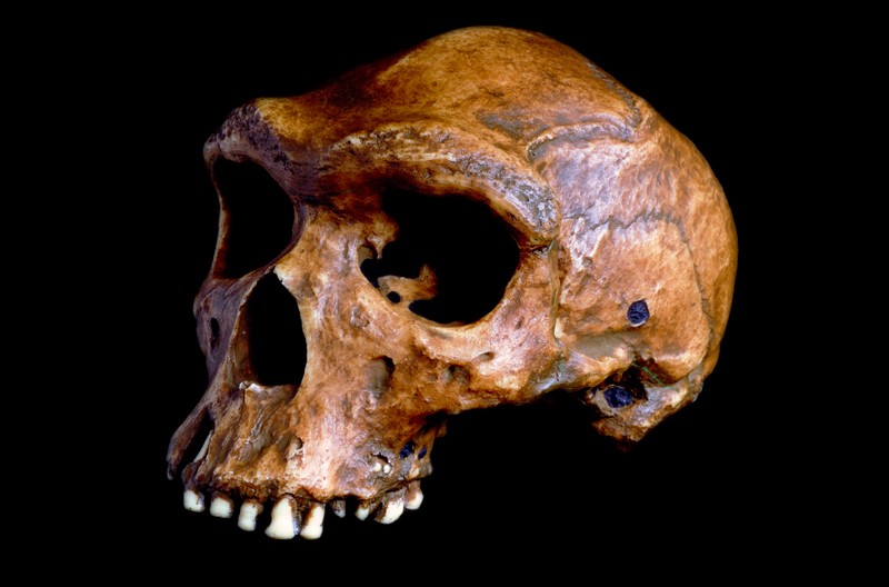 A Homo heidelbergensis koponyáját a mai Kwabe-ban, Zambiában fedezték fel, és a feltételezések szerint 125 000 és 300 000 év közötti.