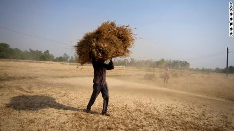 Egy indiai farmer búzát cipel, amelyet egy szántóról betakarítottak az indiai Dzsammu külvárosában 2022. április 28-án, csütörtökön. 