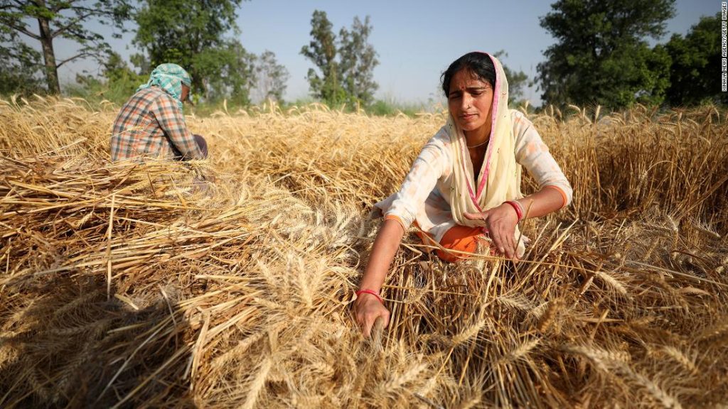 Az indiai búza enyhítette az élelmiszerválságot.  Aztán betiltották az exportot