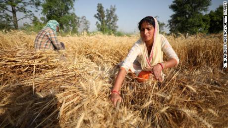 India felajánlotta segítségét a globális élelmiszerválság megoldásában.  Itt van hanyatlásának oka