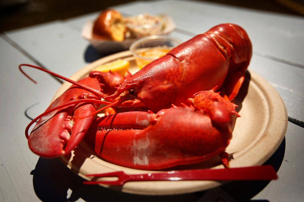 A homár ára csökken a nyári főszezon közeledtével