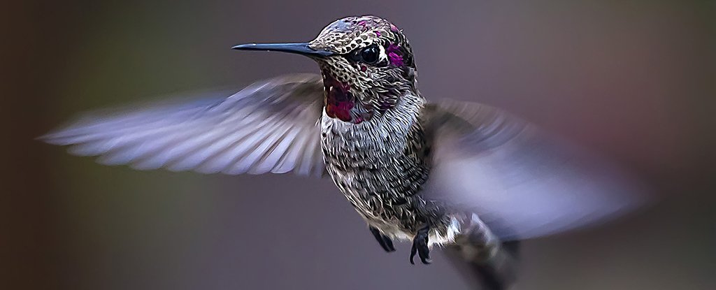 A tudósok felviszik a kolibrieket egy hegyre, hogy megnézzék, milyen hatással lesz rájuk a klímaváltozás