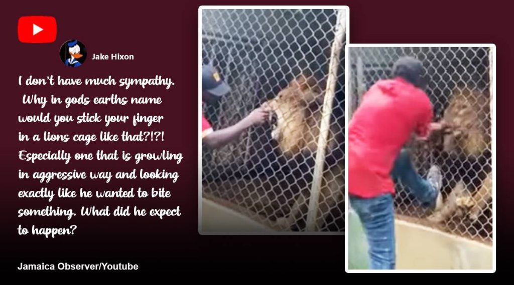 Kamera rögzítette: A látogatók döbbenten néznek egy oroszlánt, amint megharap egy ember ujját a jamaicai állatkertben