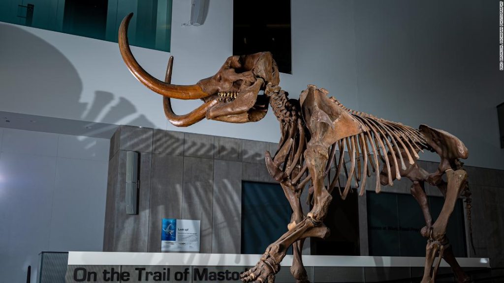 Mastodon agyara feltárja a migrációs mintákat Észak-Amerikában