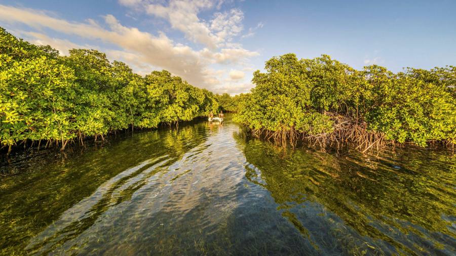 A világ legnagyobb baktériumát fedezték fel a karibi mangrove mocsárban