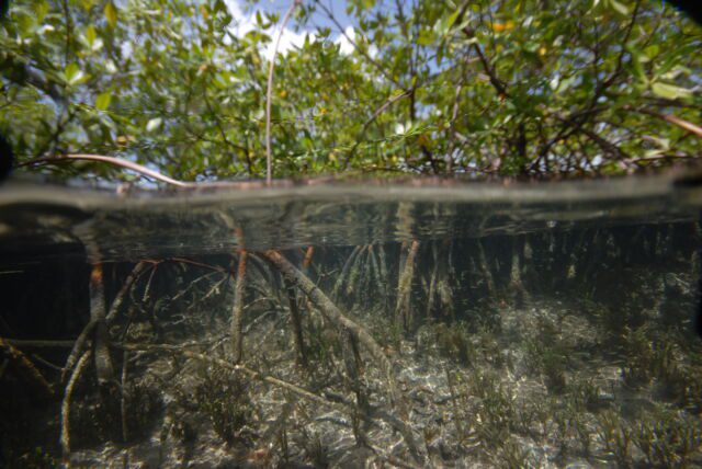 A francia-karibi szigetországi Guadeloupe-szigetcsoportban található mangrovefák között lévő mintavételi helyek képe, 2022. április-május. 