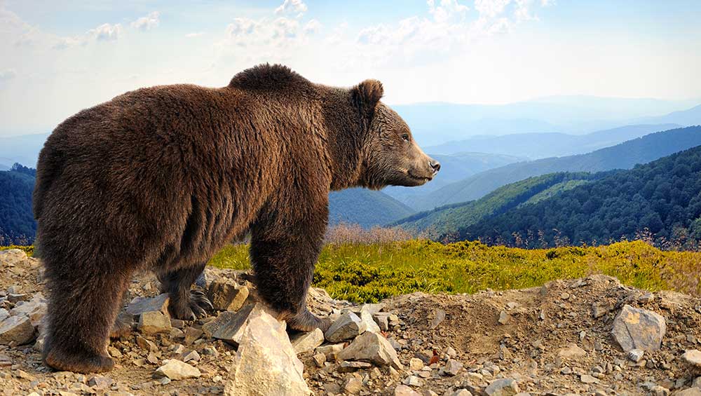 Dow határidős ügyletek: mi a teendő a medvepiac élénkülésével?  A Bitcoin 20 000 dollárt tört