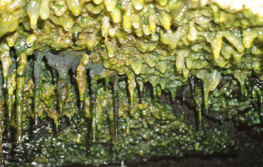 Vastag mikrobiális szőnyegek lógnak egy sziklás párkány alatt a gőzszellőzőkben, amelyek Hawaii szigetének keleti hasadékzónájában húzódnak.  A kép forrása: Jimmy Saw