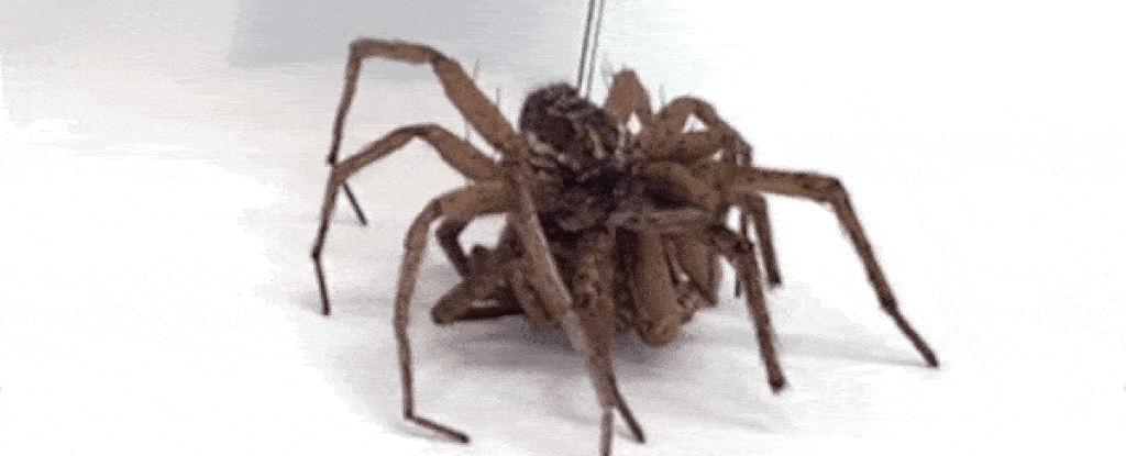 A tudósok a halott pókokat "halálrobotokká" változtatják, mi pedig félünk