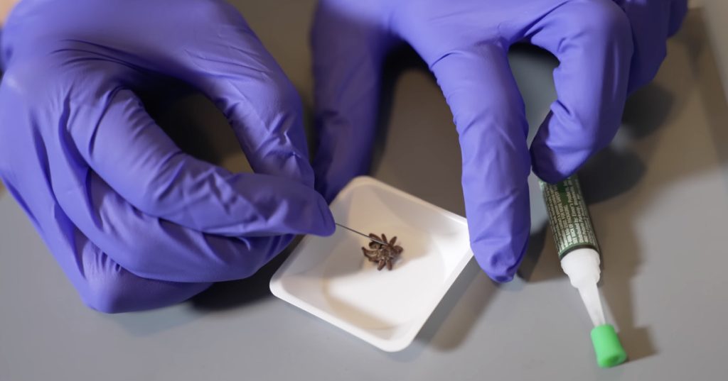 A tudósok karmos robotként támasztják fel a halott pókokat