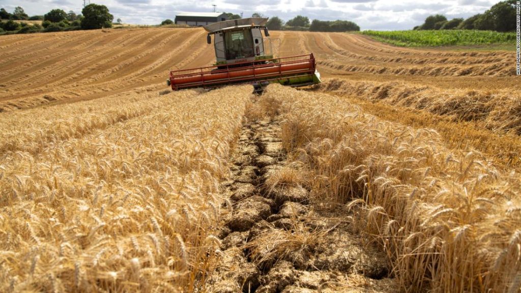 Nagy megkönnyebbülés az ukrán gabonával, de az élelmiszerválság nem vezet sehova