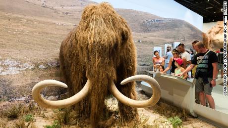 A tudósok szeretnék újraéleszteni a gyapjas mamutot.  Most kaptak 15 millió dollárt, hogy megvalósítsák 