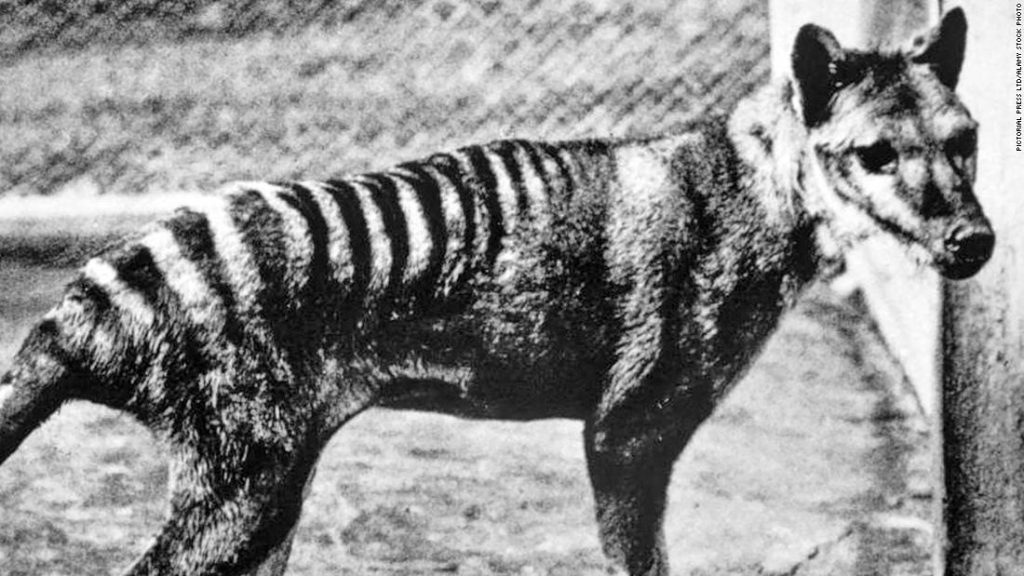 A tasmán tigris újraéleszthető a kihalásból