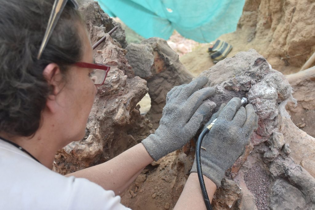 A kutatók megőrzik és dokumentálják a kövületeket, és jövőre folytatják az ásatást a helyszínen. 