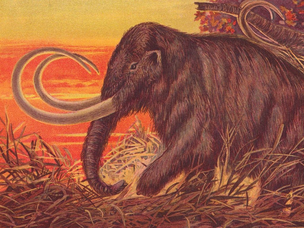 A gyapjas mamut visszatért.  Meg kell ennünk őket?