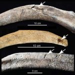 A paleontológusok hátsó udvarában végzett felfedezés bizonyítékokat tár fel a korai emberekre Észak-Amerikában