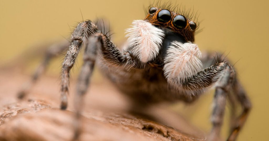 A pókok a félretájékoztatás globális hálójában vannak