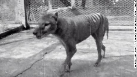 & # 39;  értékes & # 39;  1935-ös felvétel az utolsó ismert tasmán tigrisről