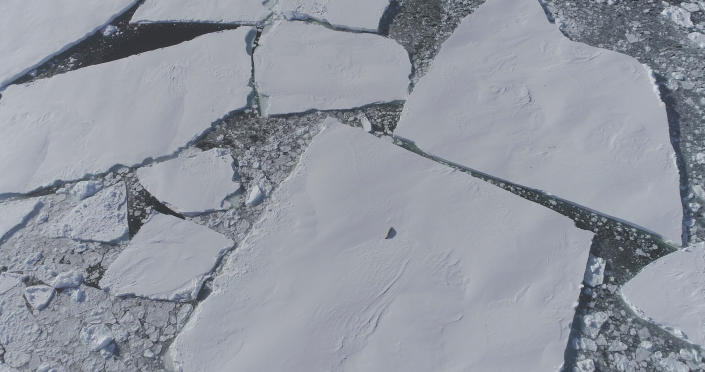 Egy magányos fóka jelenik meg felülről egy jégtáblán. 