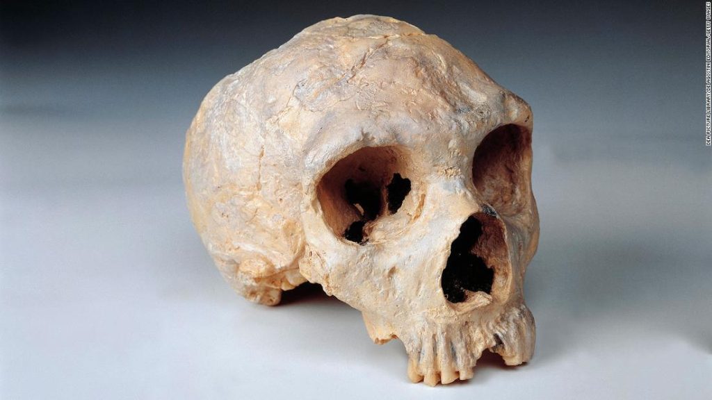 Felfedezett különbségek az emberi és a neandervölgyi agyban