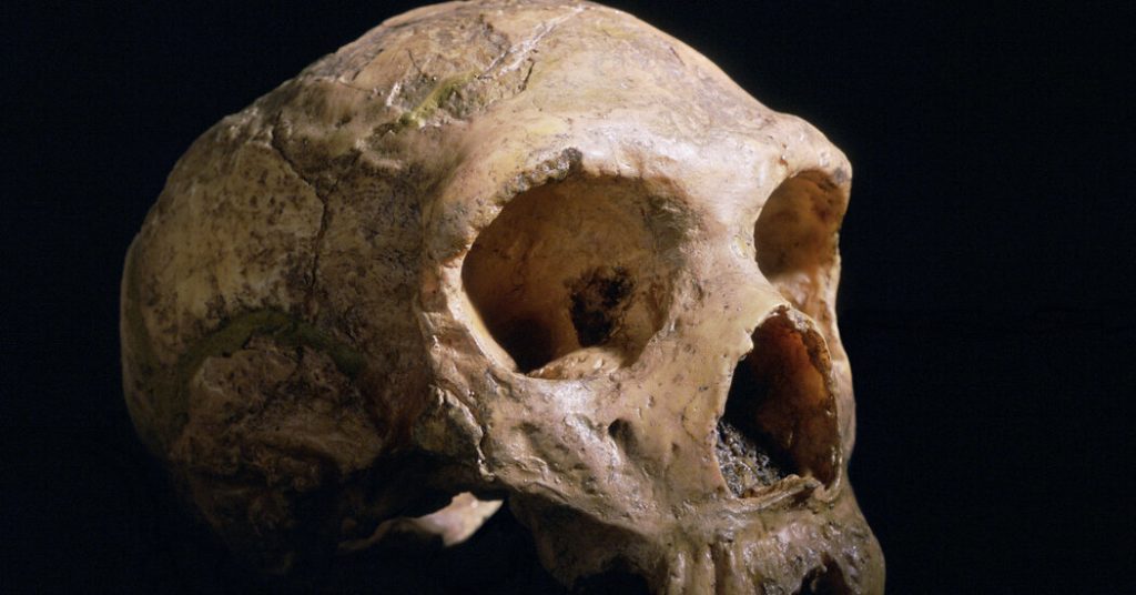 Miben különbözik az agyad egy neandervölgyitől?