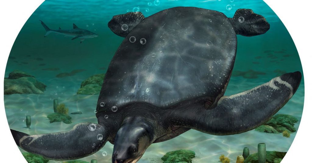 A dinoszauruszok korából származó autóméretű tengeri teknős kövületeit fedezték fel Spanyolországban