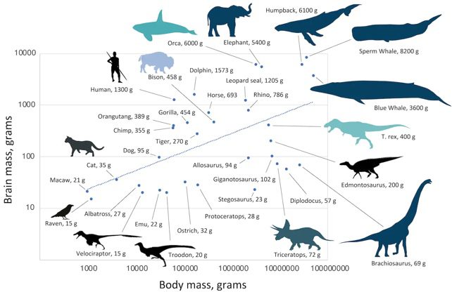 A dinoszauruszok, emlősök és madarak agyméretének és testtömegének diagramja